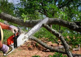 Best Tree Removal Service  in Saline, MI